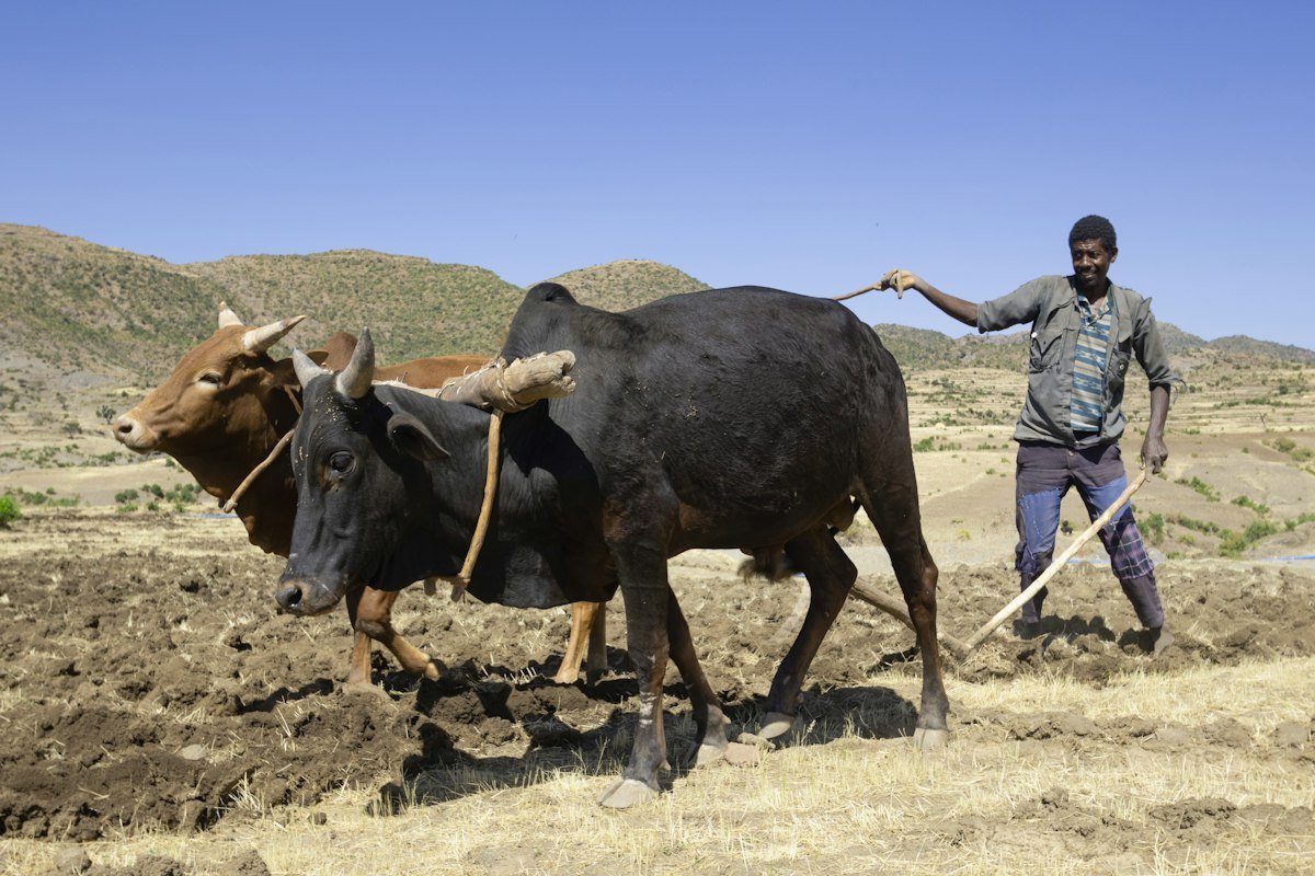 Agriculture : la campagne agricole sous le signe de la résilience